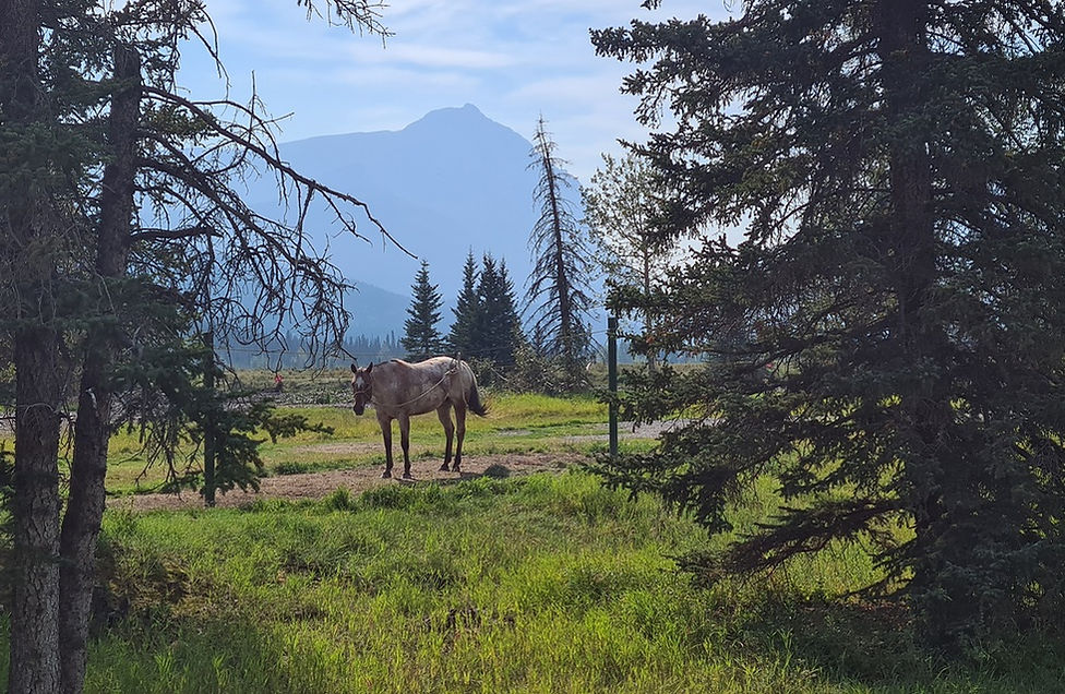 Horse under the mountain