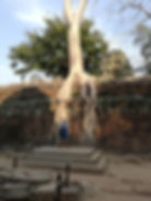 Ta Prohm Temple, Cambodia