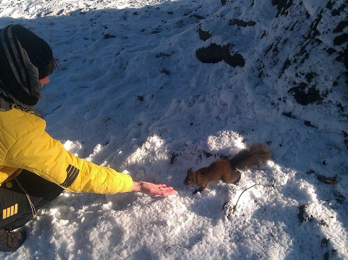 Tame squirrels at Schönborn Park