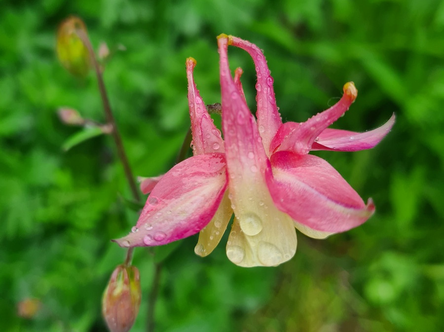 Flower on the shore of Lake Emerald