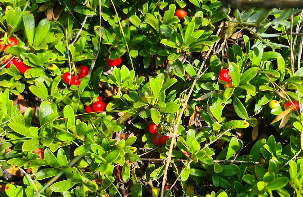Canadian lingonberry