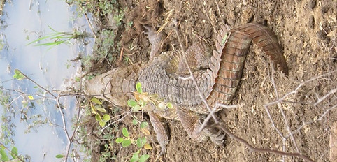 Huge crocodile resting