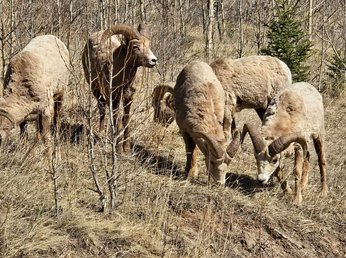 A flock of sheep on a hill