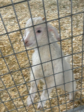 4C6AB310-F811-483A-9774-1215D1BCE24F[1]_