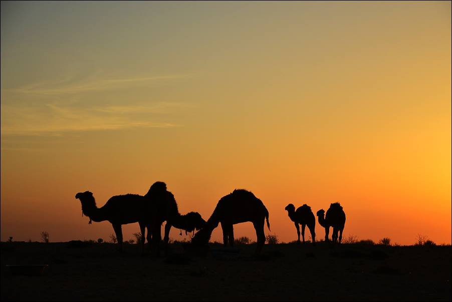 Steppe Journeys
