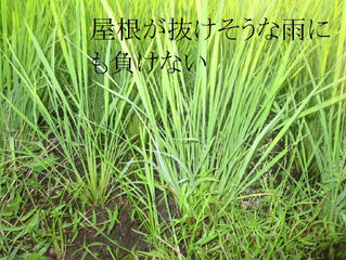 どしゃ降り雨上がりの コシヒカリ!!