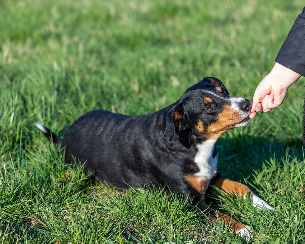 Black, tan, and white dog lying in grass sniffs a treat from a person's hand.