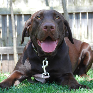 A chocolate lab sitting in the back yard, showing off her pretty nose