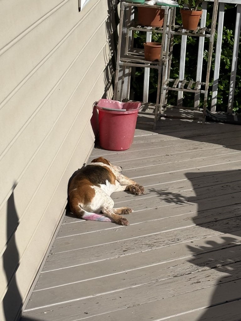 Brown and white dog sleeping on a sunny porch. 