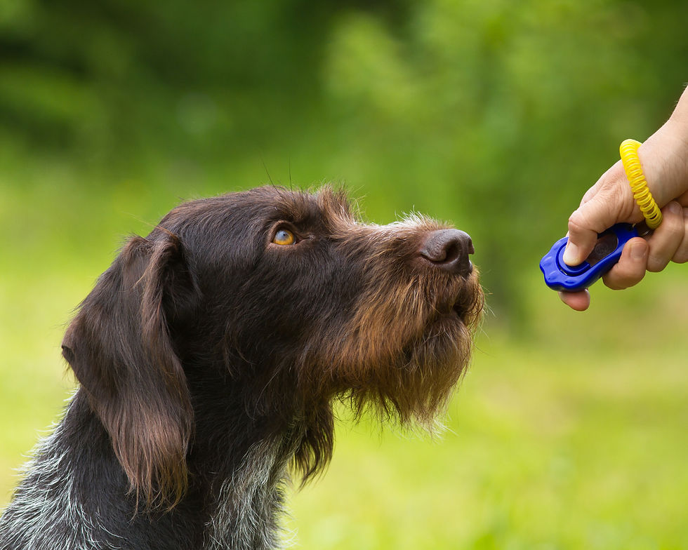 Brown dog attentively looks at a hand holding a blue clicker in a green outdoor setting.