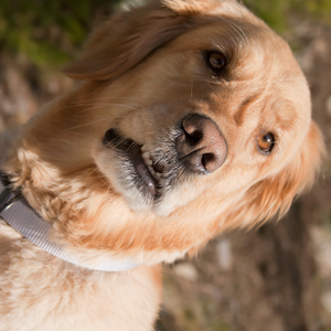 Sitting dog, looking at its owner. 