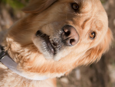Sitting dog, looking at its owner.