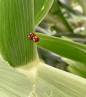 Bildschirmfoto 2023-06-29 um 09.28.35.png
