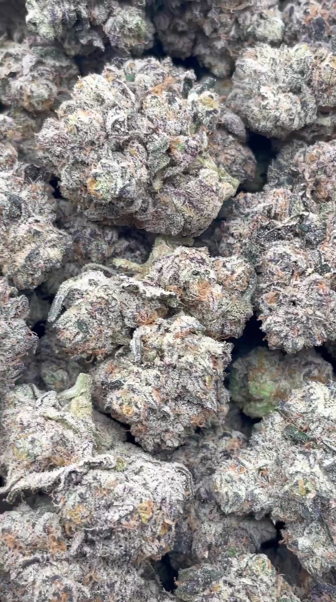 Monkey Business | First Cut Exclusive