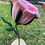 Thumbnail: Giant pink rose 