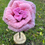 Thumbnail: Giant pink rose 