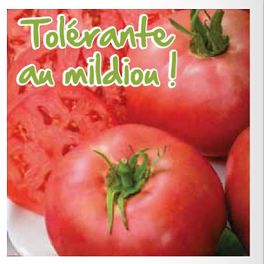 Legumes Aromatiques Recolte Cure Vieux