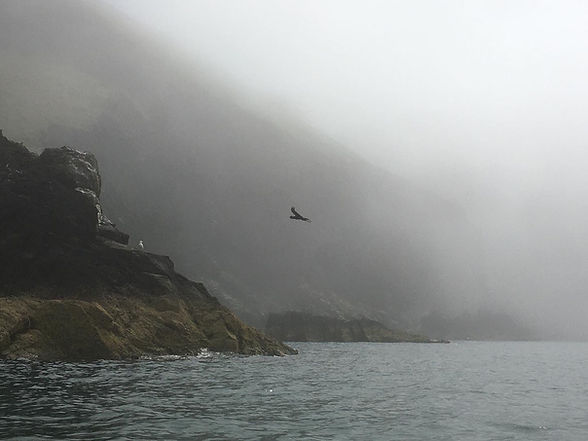 Flying cormorant.jpg
