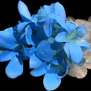 Blue Corsage