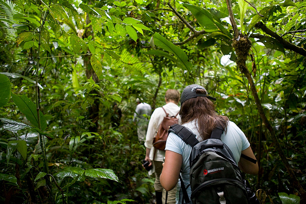Amazon Rainforest