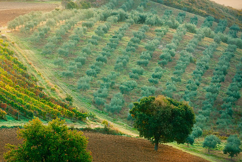 oliveta2.jpg
