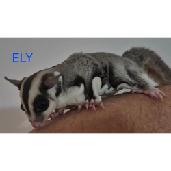 Ely_edited