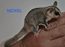 Nikel