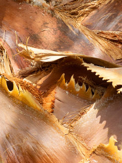 Texture VI