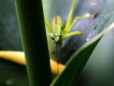 . . . They Lurk In The Weeds