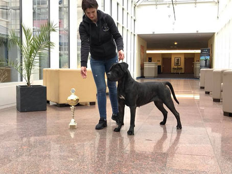 World Dog Show & CCI Clubshow Leipzig
