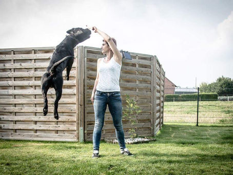 Mein Cane Corso wiegt...