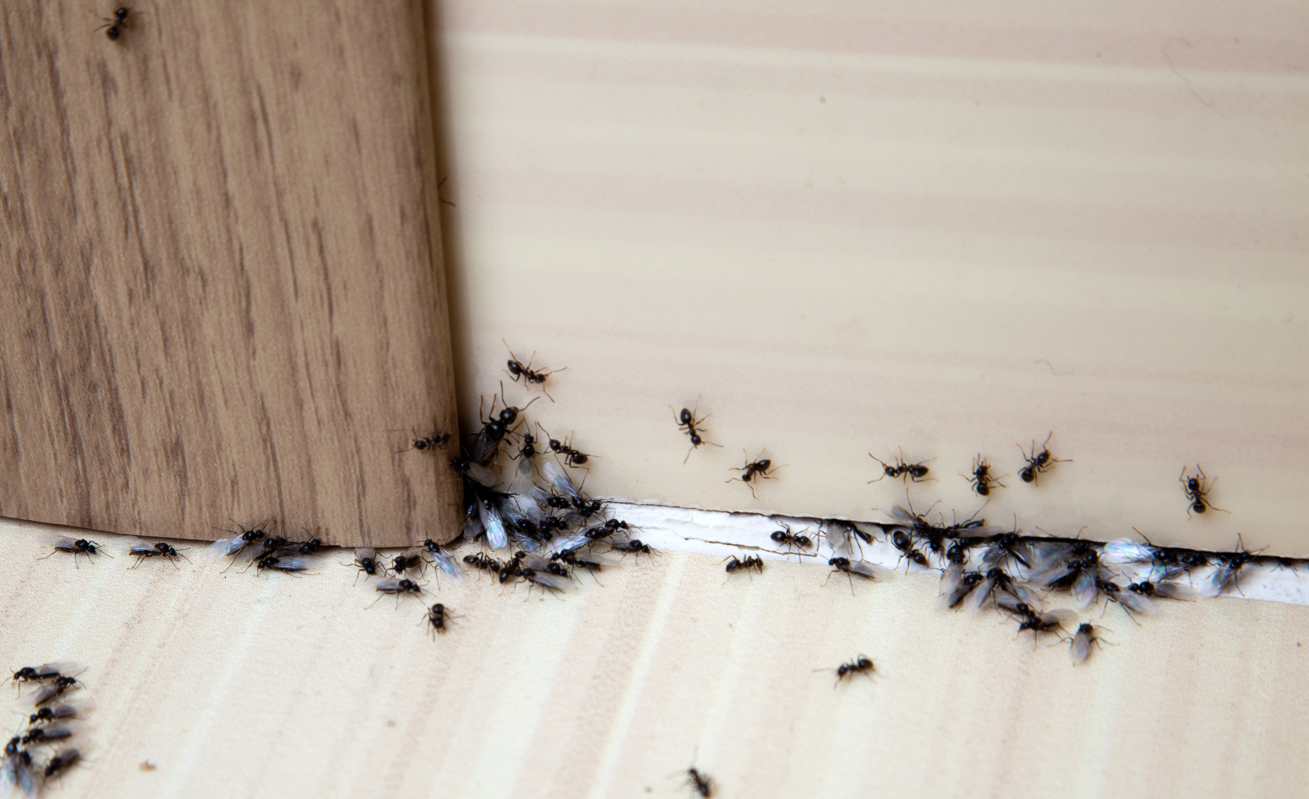 ants gathering at the base of cabinet