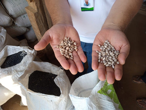 Projeto Feijão aumenta produção e retorno financeiro para agricultores familiares