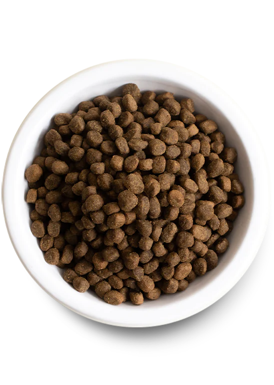 PDP_DryDog_SALMON_02_Bowl_35df19bf-b864-4693-af5b-907a4298a2fe_548x768_crop_center.webp
