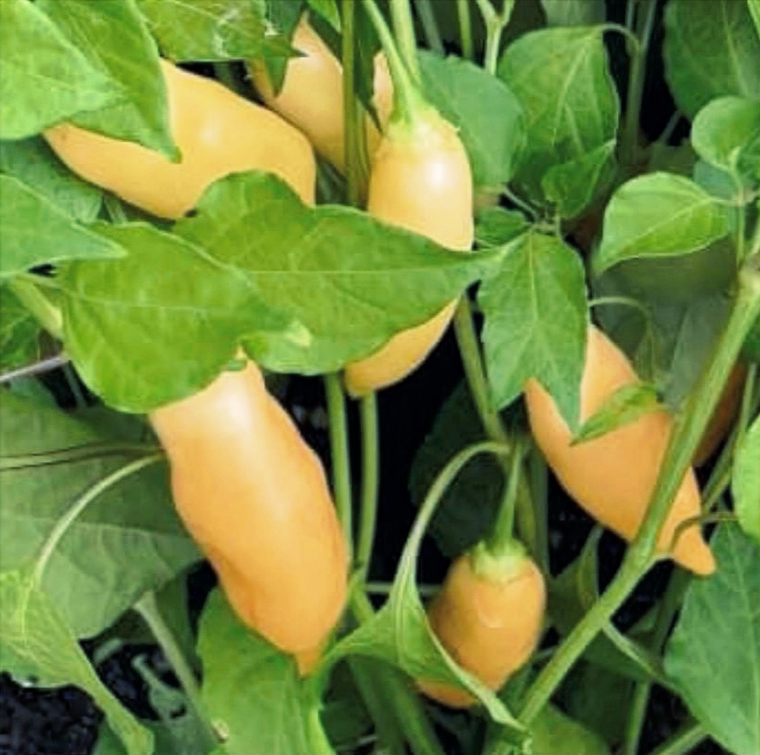 Sugar Rush Peach - Wholesale