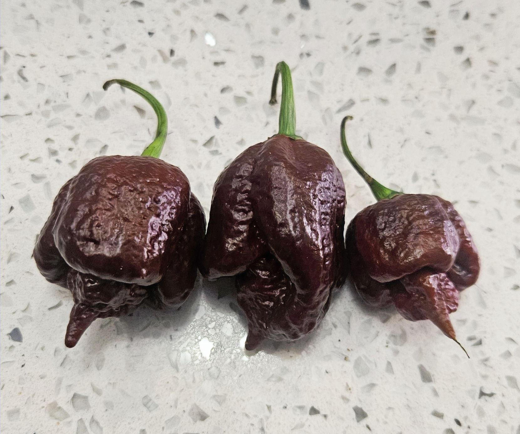 7Pot Primo Chocolate