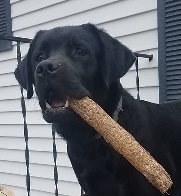 Bruno