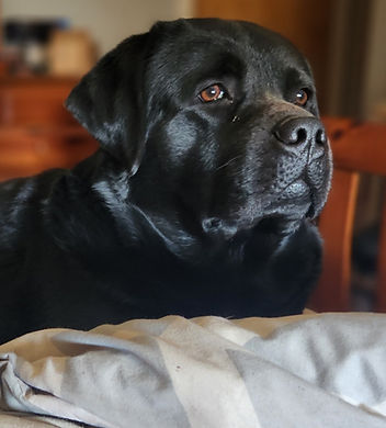 Bruno