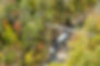 Tallulah Gorge DO3A2083-large.jpg