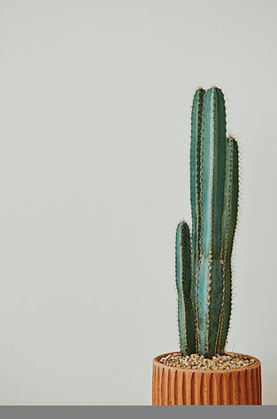green-cactus-gray-background.jpg