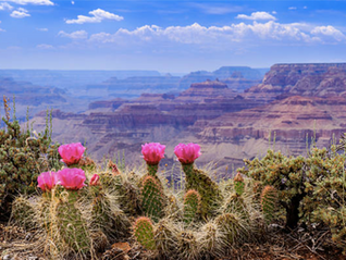 Unlocking Financial Freedom: A Comprehensive Guide to Reverse Mortgages in Arizona