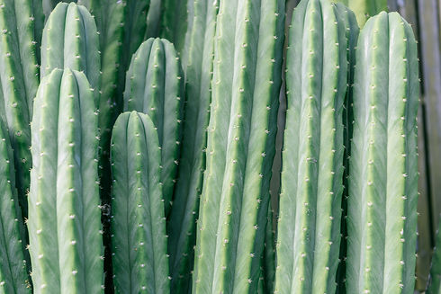 cactus-closeup.jpg