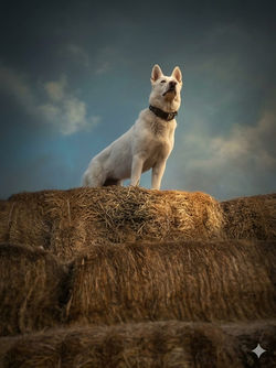 Majestics Beau