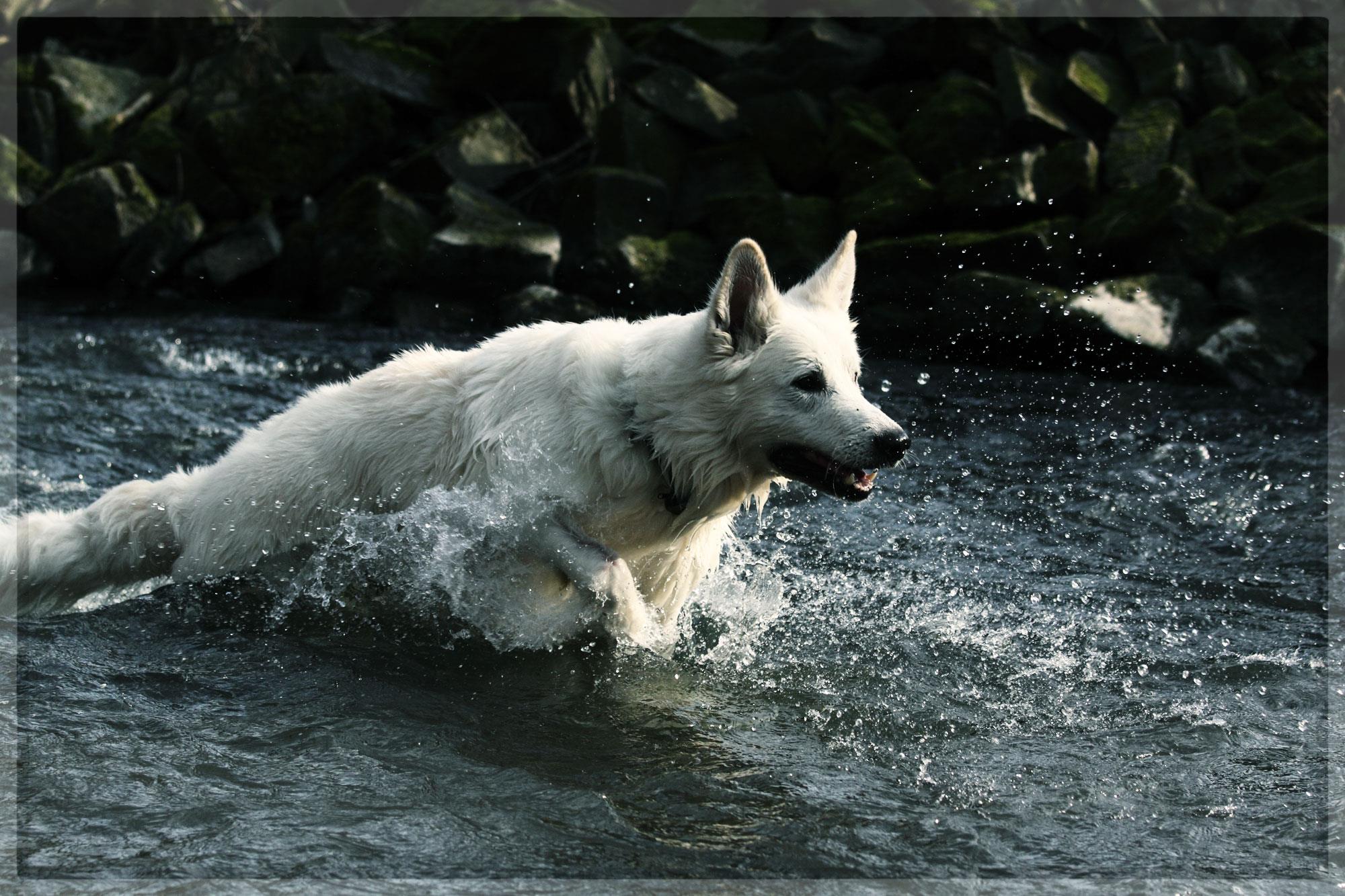 Majestics Sudan Ivory "Sam"