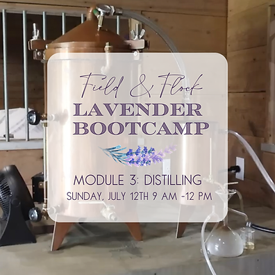Lavender Bootcamp Module 3.png