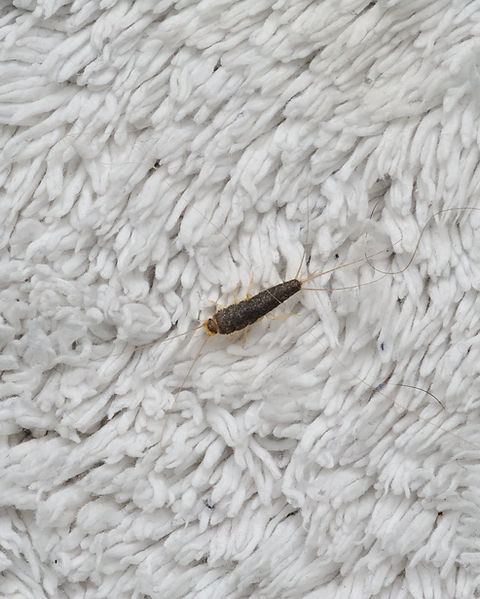 Silverfish
