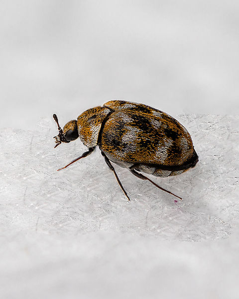 Beetle