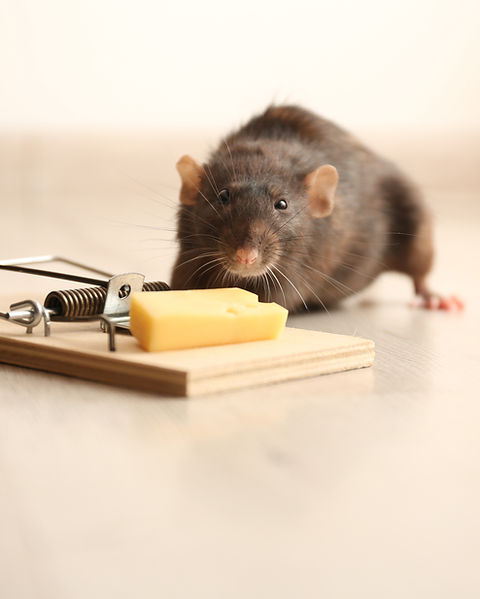 Mouse near a mousetrap