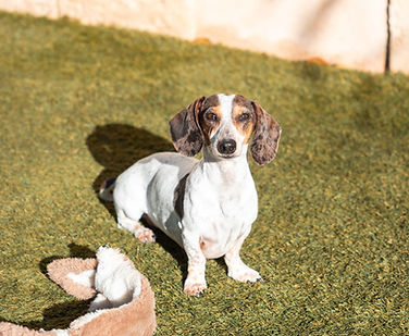 Blue femelle teckel nain poils ras