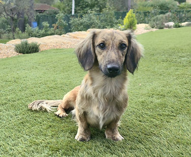 Gaston mâle teckel nain poils longs